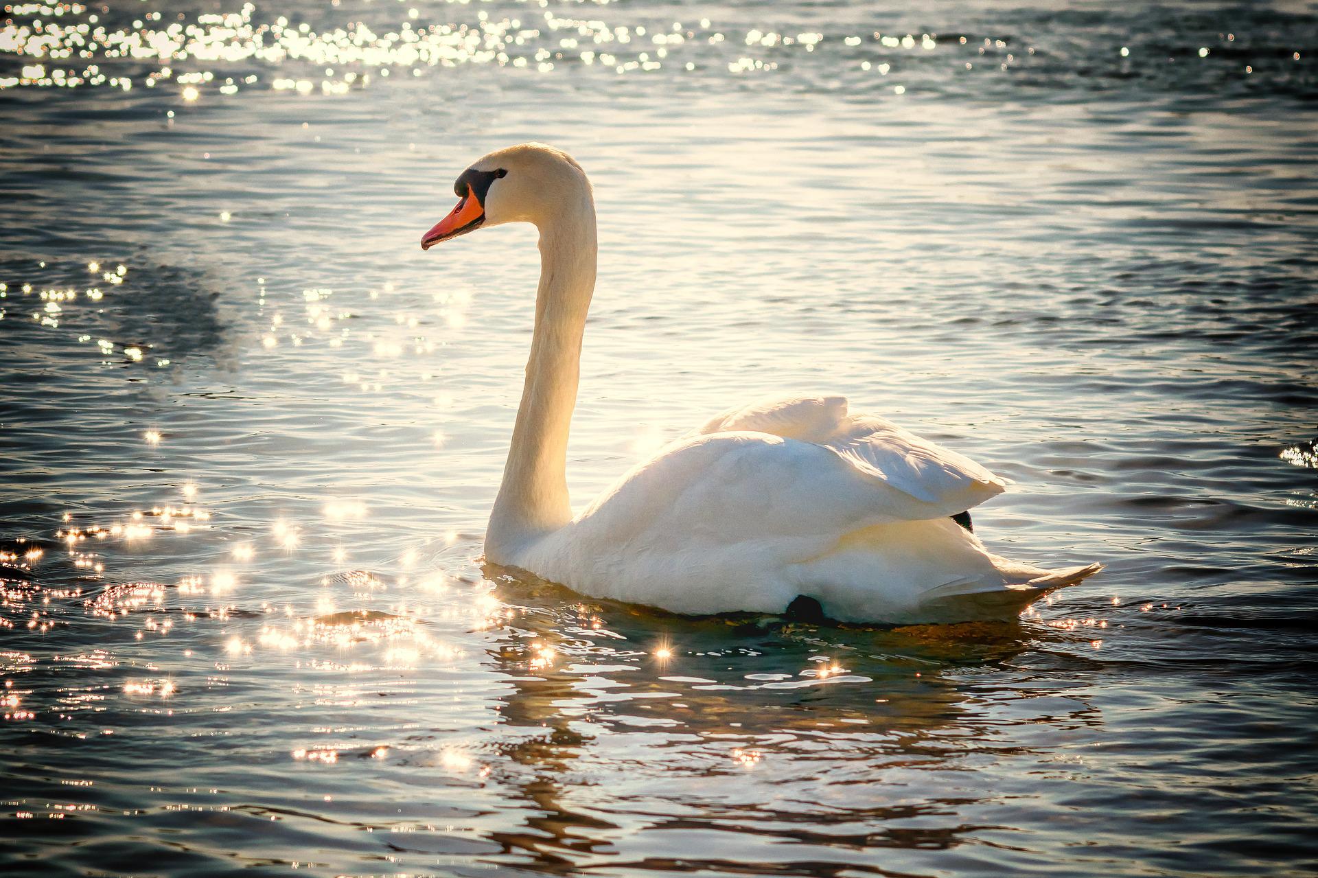 swan-2077219_1920