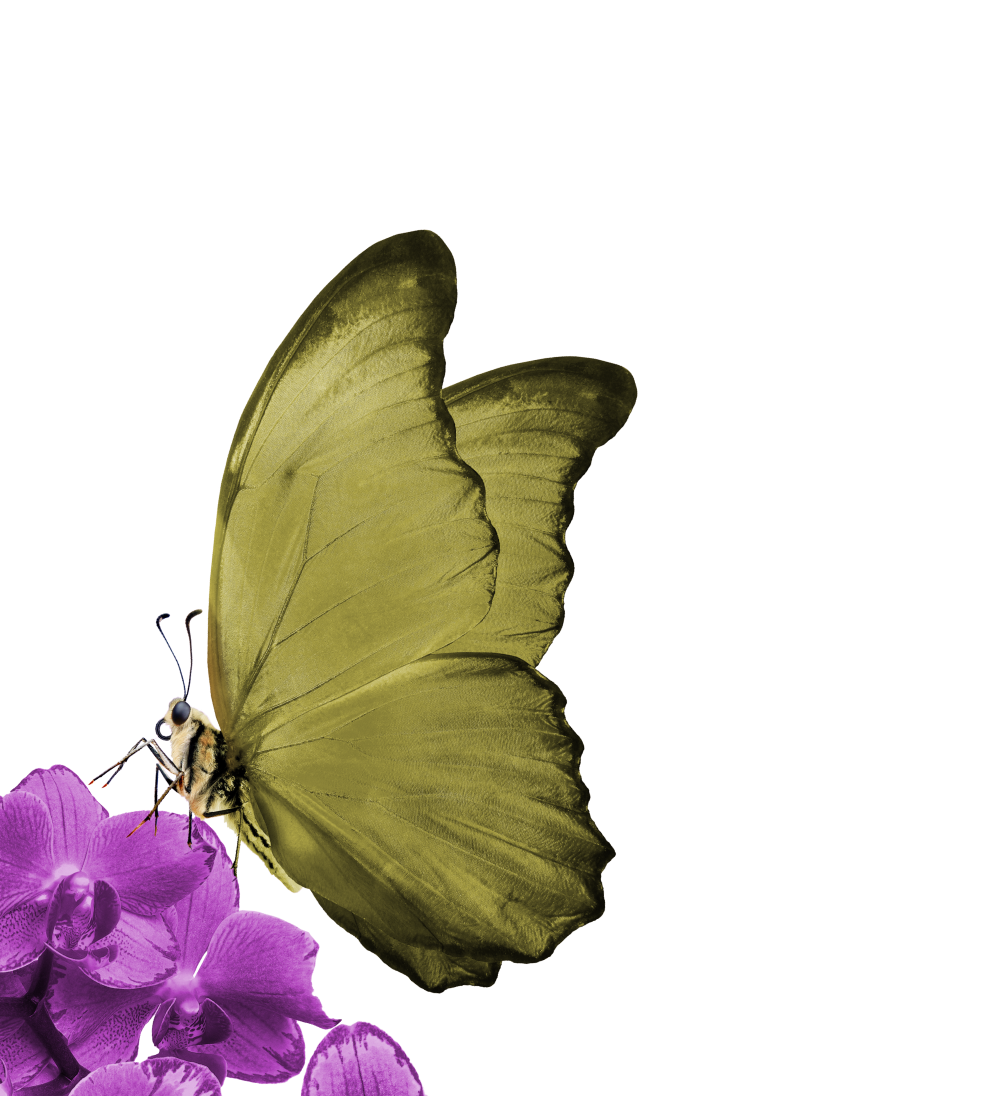 eva-galvez-mariposa
